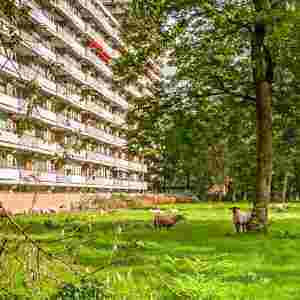 ommoord_schapen_rotterdam