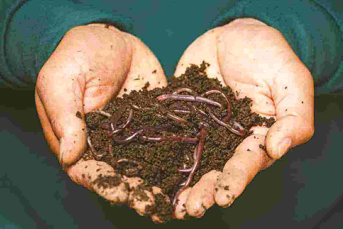 Landelijke compostdag Rotterdam