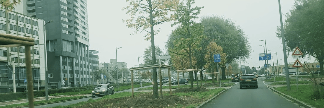 Bomen prins alexanderlaan rotterdam