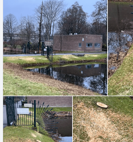 Begin 2026 zijn in opdracht van begraafplaats Oud Kralingen acht knotwilgen gekapt bij de hoofdingang, aan weerszijden van het toegangshek en de oprit. Deze bomen vormden een karakteristieke, historische entree. De kap heeft het aanzicht van de ingang ingrijpend veranderd en roept vragen op over de rechtmatigheid en zorgvuldigheid van het besluit.